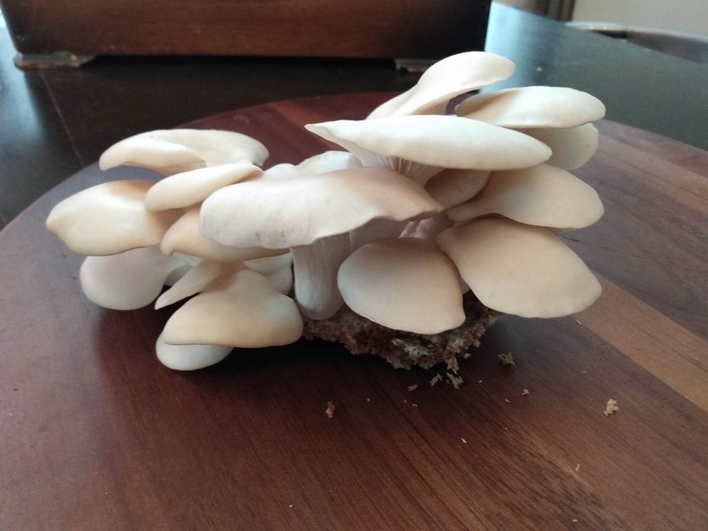 Champignon