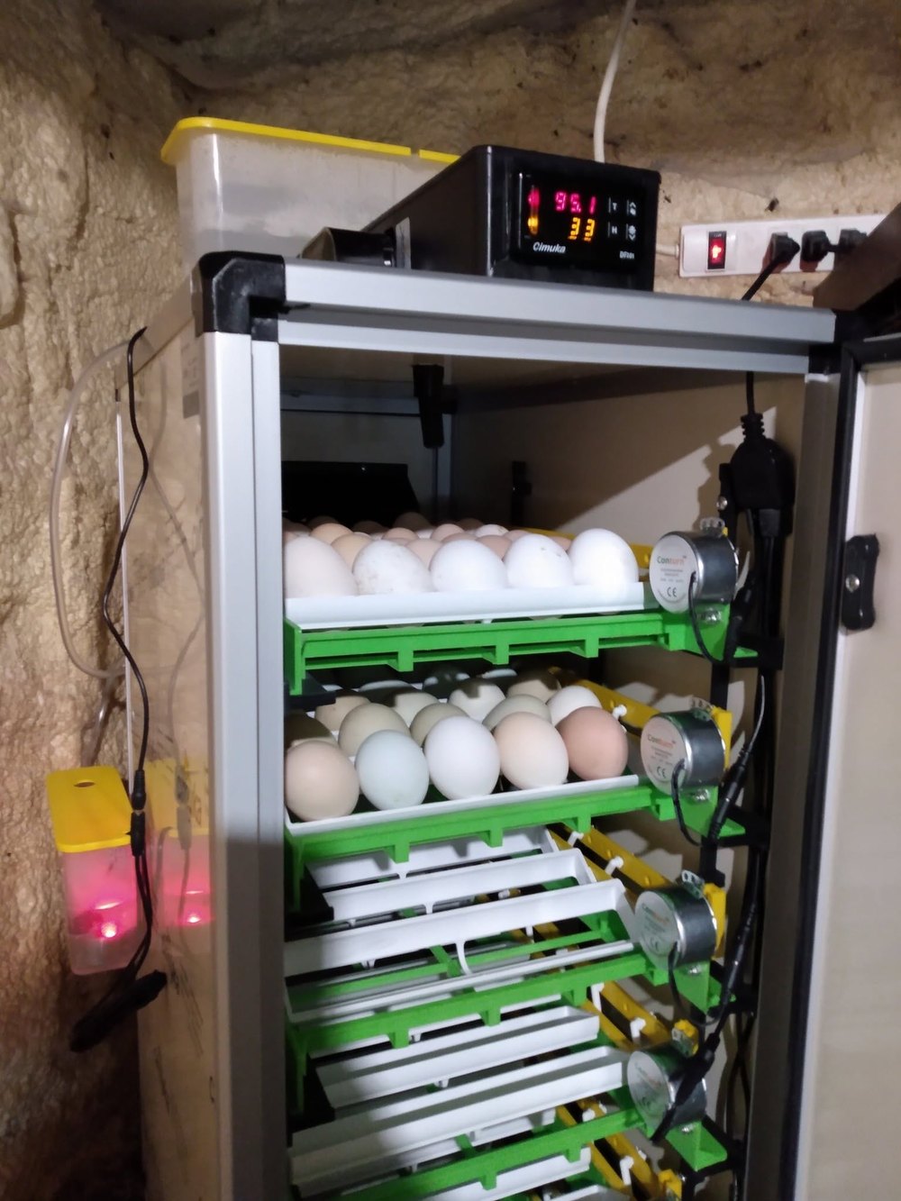 Œufs d’incubation