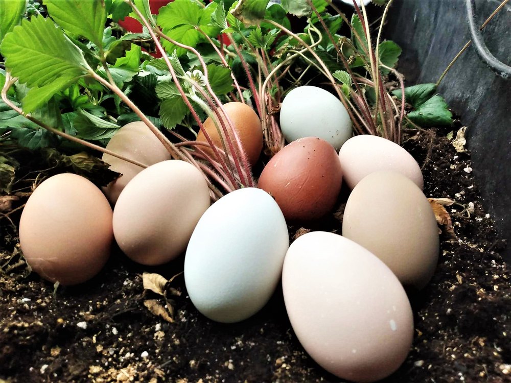 Œufs de poule